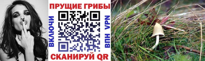 Галлюциногенные грибы мицелий  Онега 